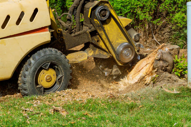 The Steps Involved in Our Tree Care Process in Westmont, PA